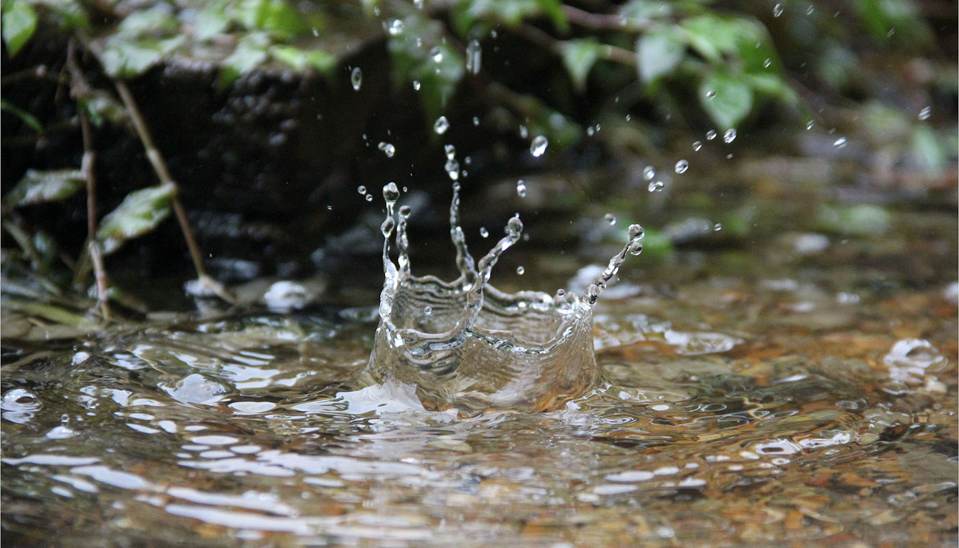 Stochastic ant scout foraging