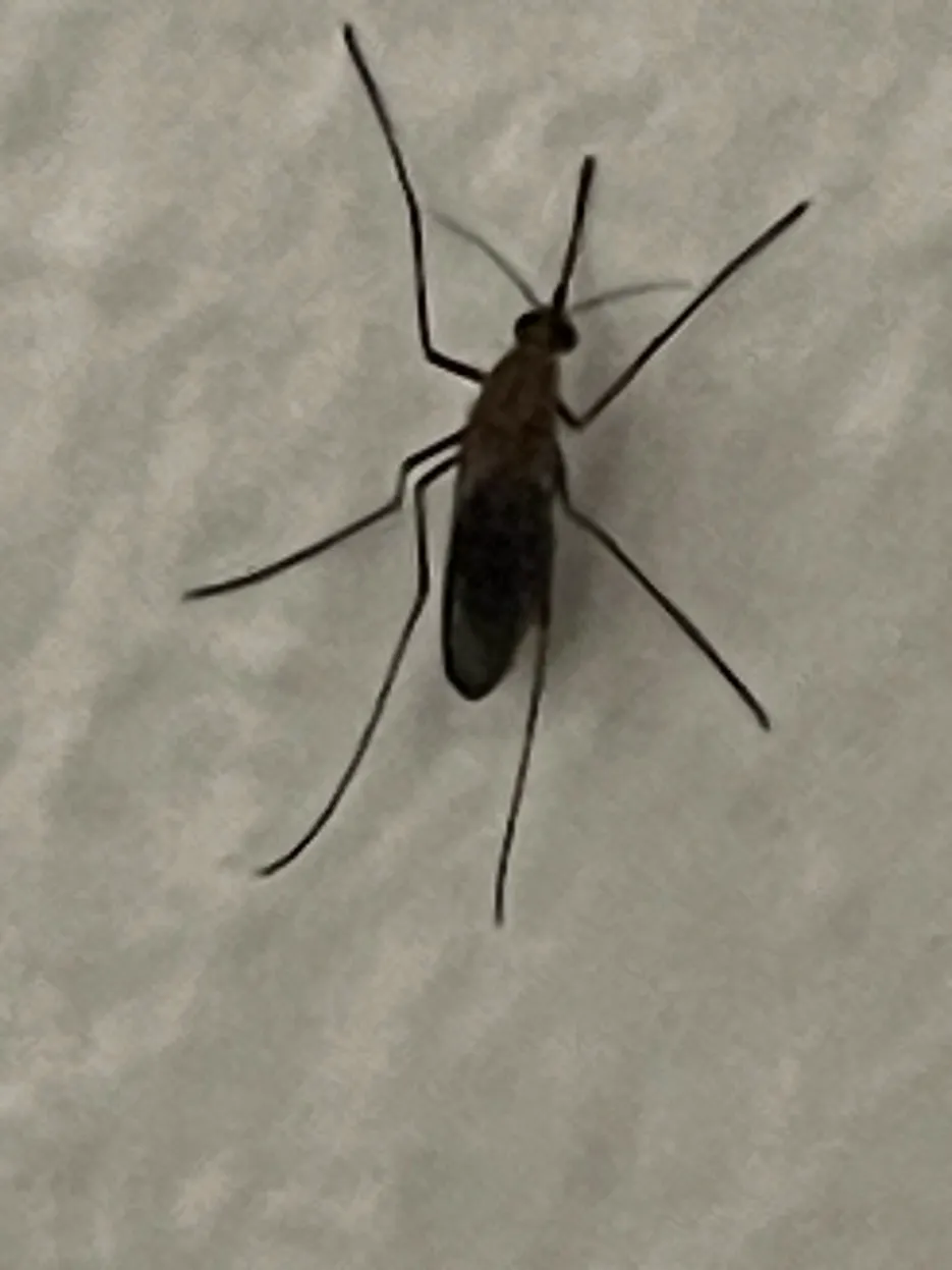 Culex mosquito specimen · Kampala 17.02.2026